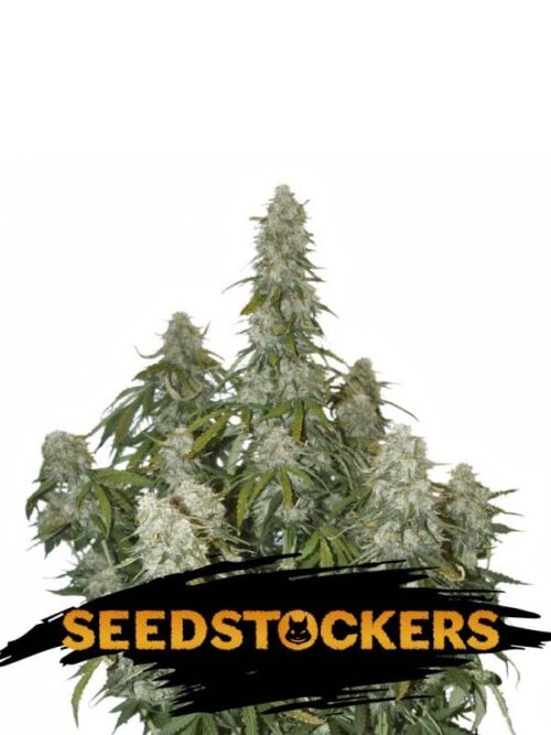Big Bud Auto
