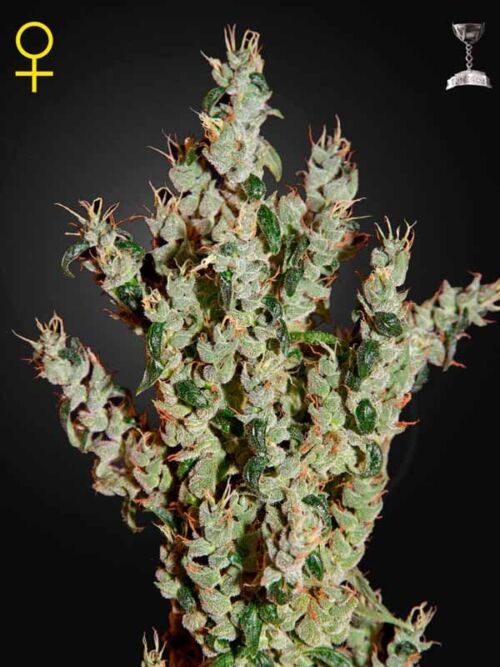 NL5 Haze Mist Green House Seed