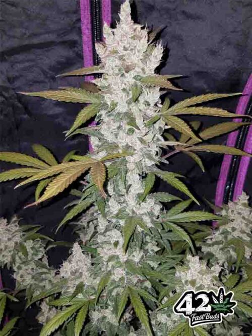 Girl Scout Cookies Auto