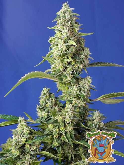 Gorilla Girl Xl Auto nasiona marihuany Sweet Seeds