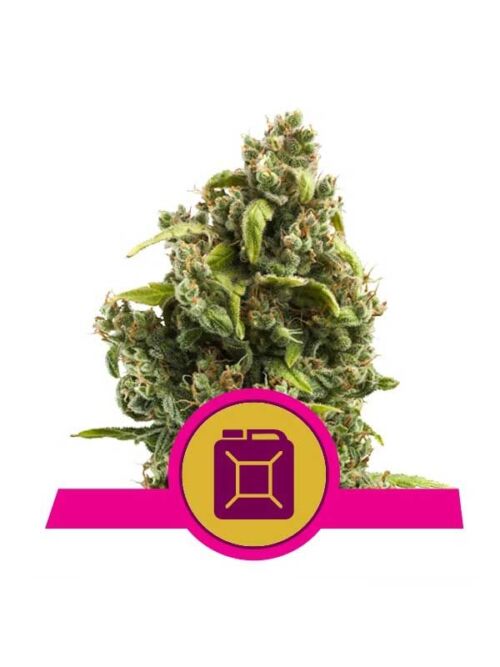 Sour Diesel Royal Queen Seeds