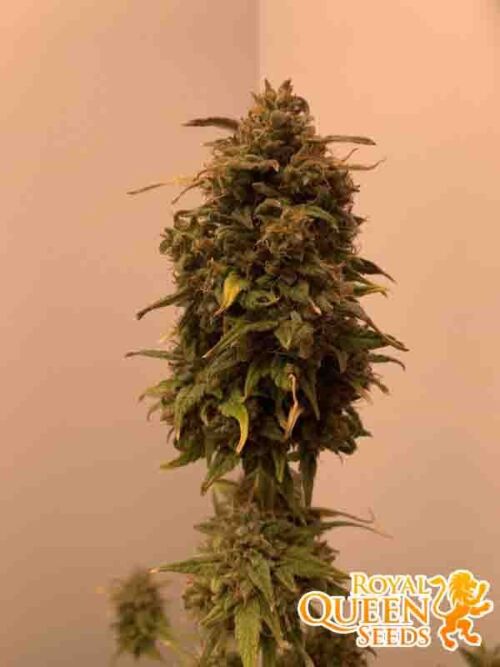 Solomatic CBD RQS