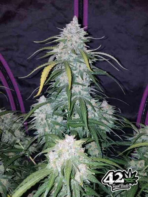 Pineapple Express Auto Fast Buds