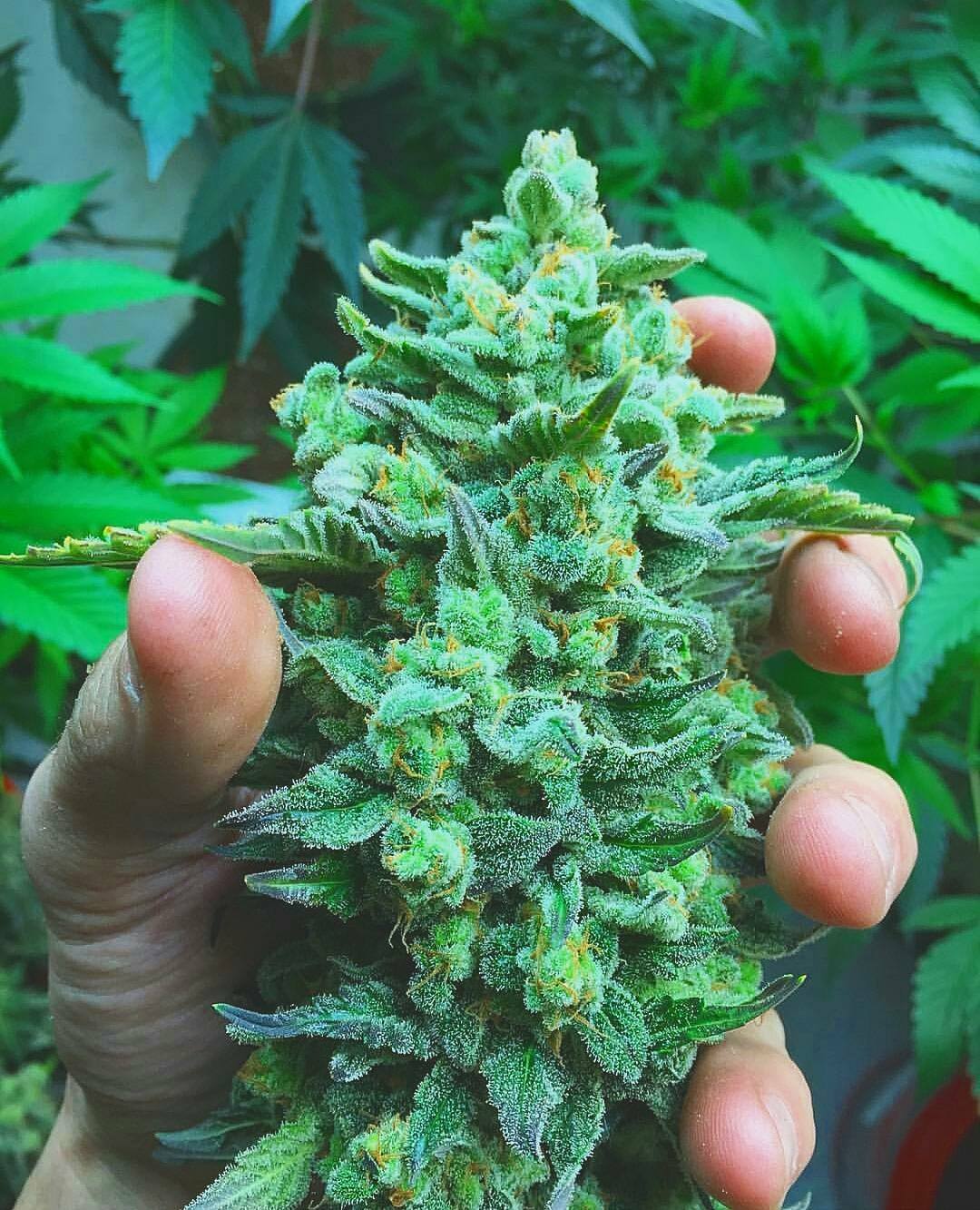 marihuana 1