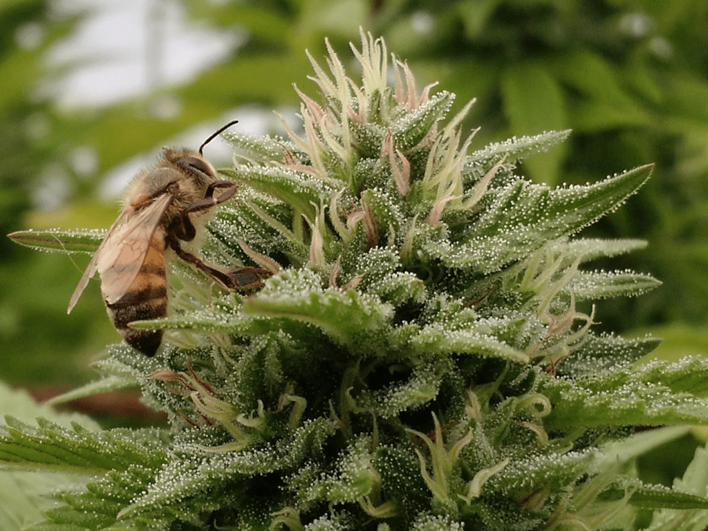 Marihuana a pszczoły