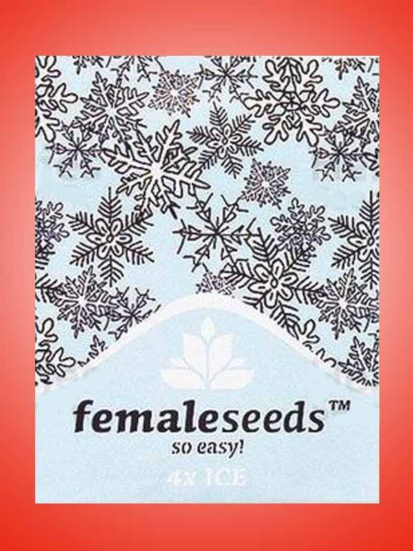 ICE Female Seeds Paket