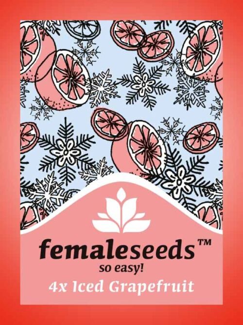 Iced grapefruit Female Seeds Paket