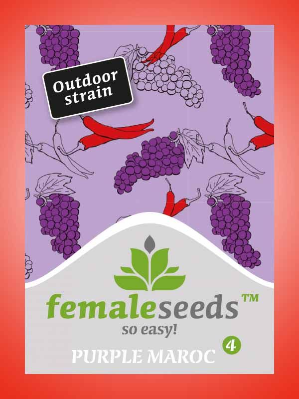Purple maroc Female Seeds Opakowanie
