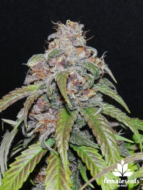 Red Purps Female Seeds