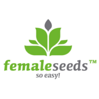 Female Seeds Nasiona marihuany
