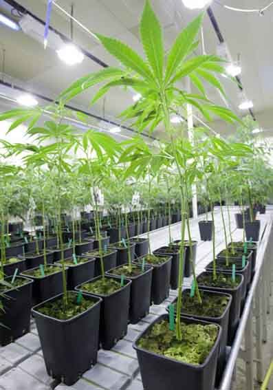 plantacje marihuany