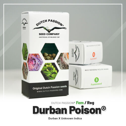 Durban Position Dutch Passion Paket