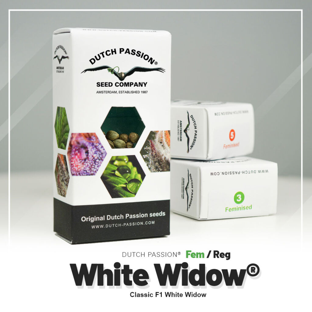 White Widow Dutch Passion Opakowanie White Widow Dutch Passion Opakowanie