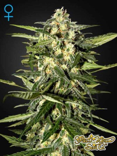 Najniższe odmiany automatyczne - Jack Herer Auto GHS
