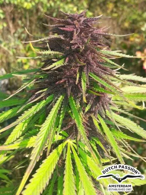 Nasiona marihuany Purple #1