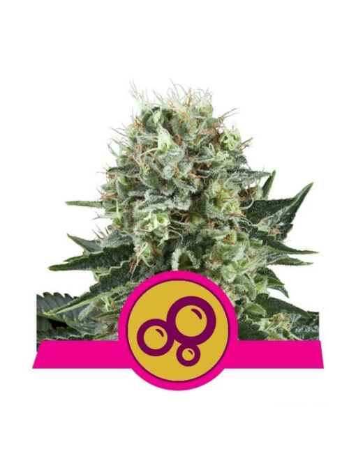 Bubble Kush Royal Queen Seeds