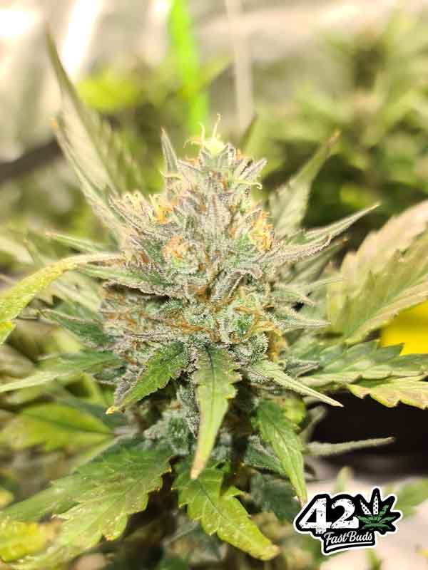Chemdawg Auto Fast Buds