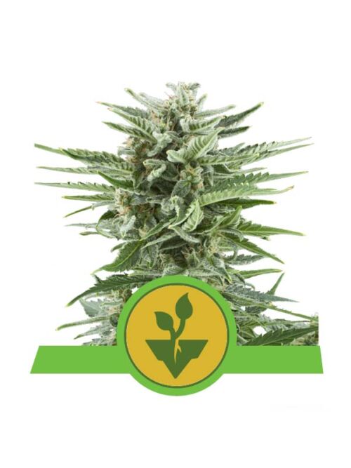 Easy Bud Royal Queen Seeds 1