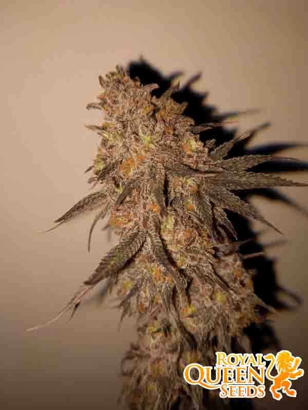 Energia Green Crack Punch