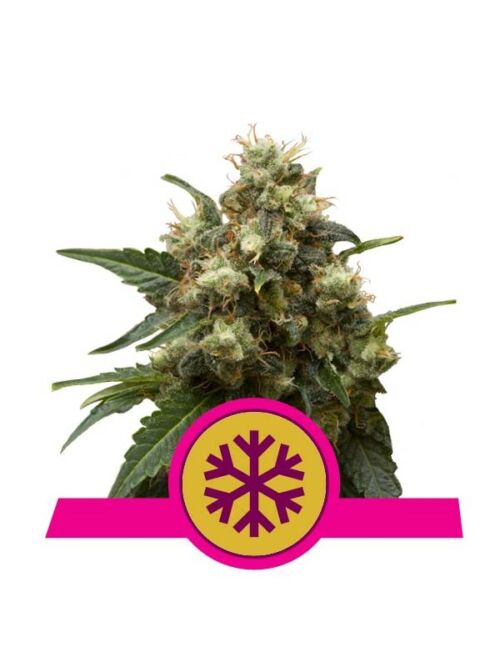 Ice Royal Queen Seeds