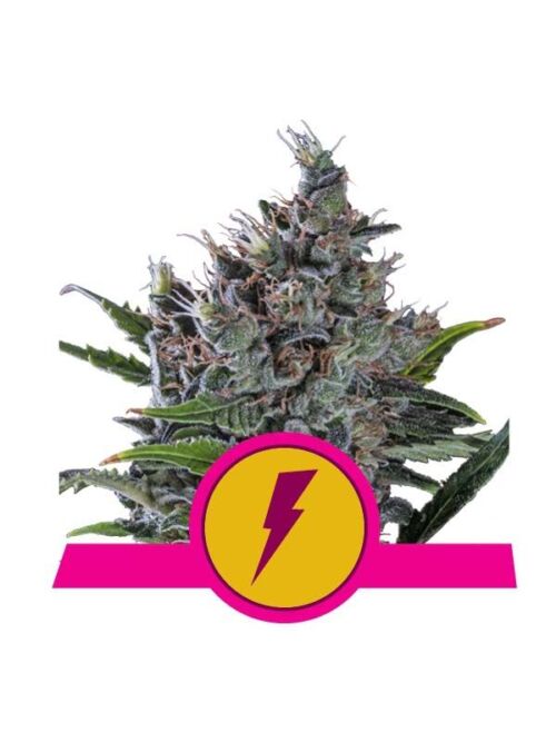 North Thunderfuck Royal Queen Seeds