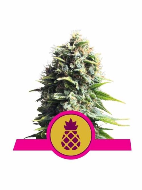 Pineapple Kush Royal Queen Seeds