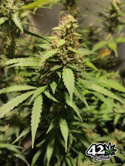 Szybkie odmiany outdoor - auto Skunk