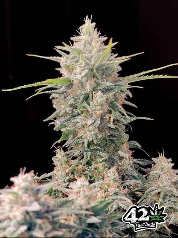 Skunk Auto Fast Buds nasiona marihuany