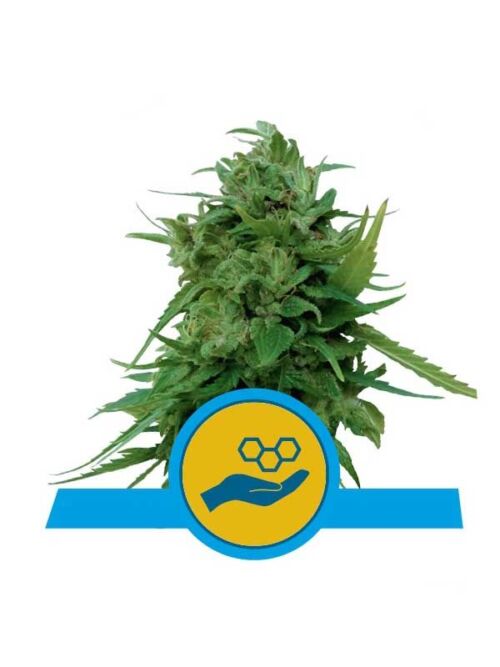 Solomatic CBD Royal Queen Seeds