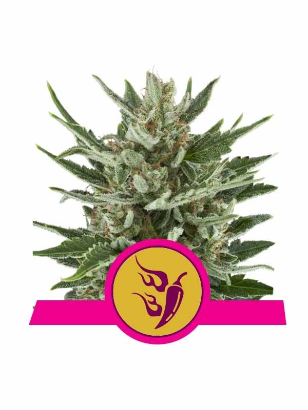 Speedy Chile Fast Version Royal Queen Seeds