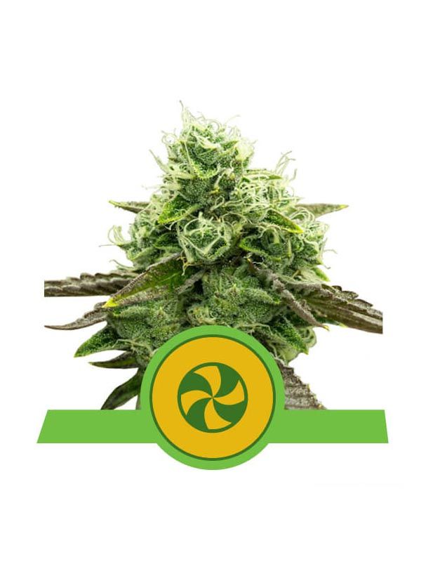 Sweet ZZ Automatic Royal Queen Seeds