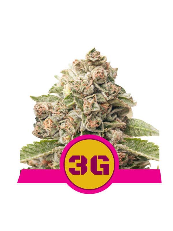 Triple G Royal Queen Seeds