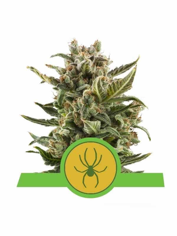 White Widow Automatic od Royal Queen Seeds