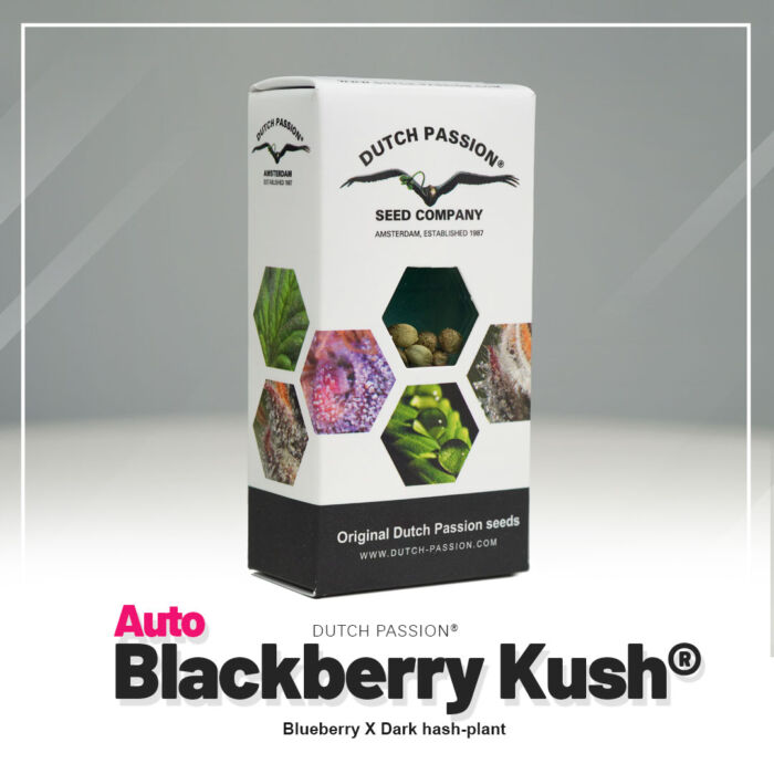 Auto Blackberry Kush Dutch Passion neue Verpackung