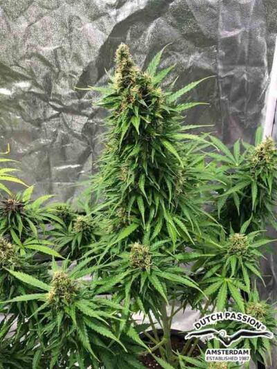 Szbyka odmiana na zewnatrz - Auto Critical Orange Punch