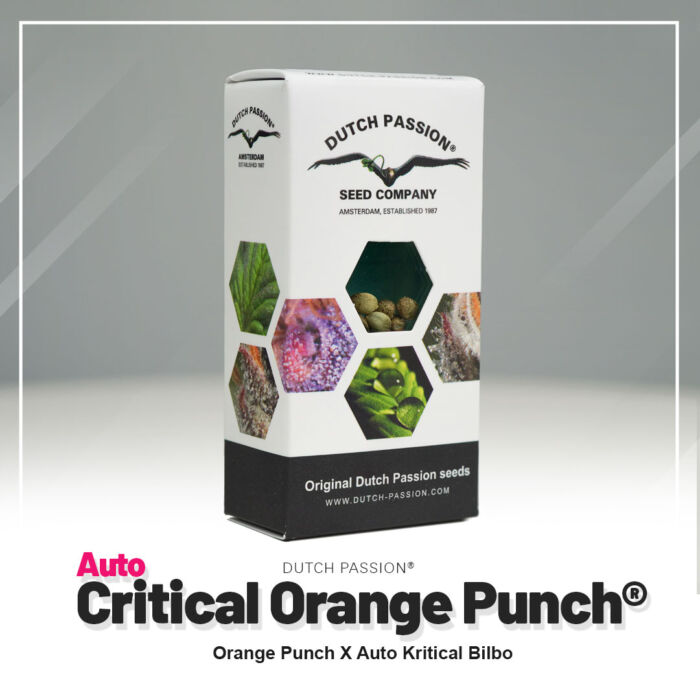 Auto Critical Orange Punch Dutch Passion Paket
