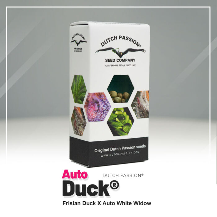 Auto Duck Dutch Passion neue Verpackung