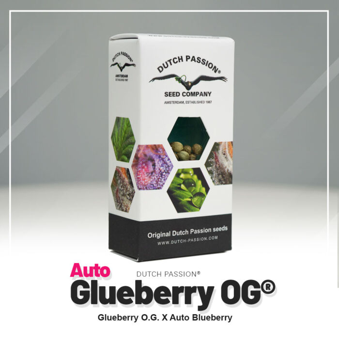 Auto Glueberry OG Dutch Passion Paket
