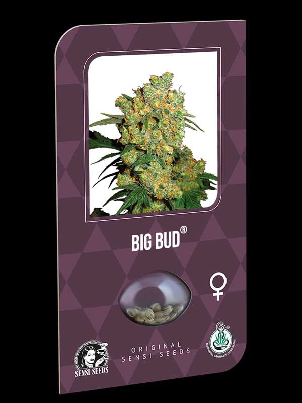 Big Bud Sensi Seeds Nasiona
