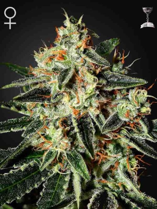 GH Cheese Green House Seed