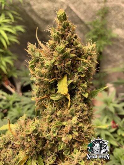 Szybkie odmiany outdoor - legendarna Hindu Kush Auto