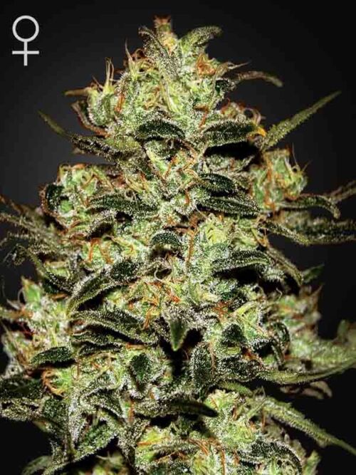 Moby Dick Green House Seed