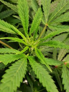 Nasiona marihuany i konopi sativa