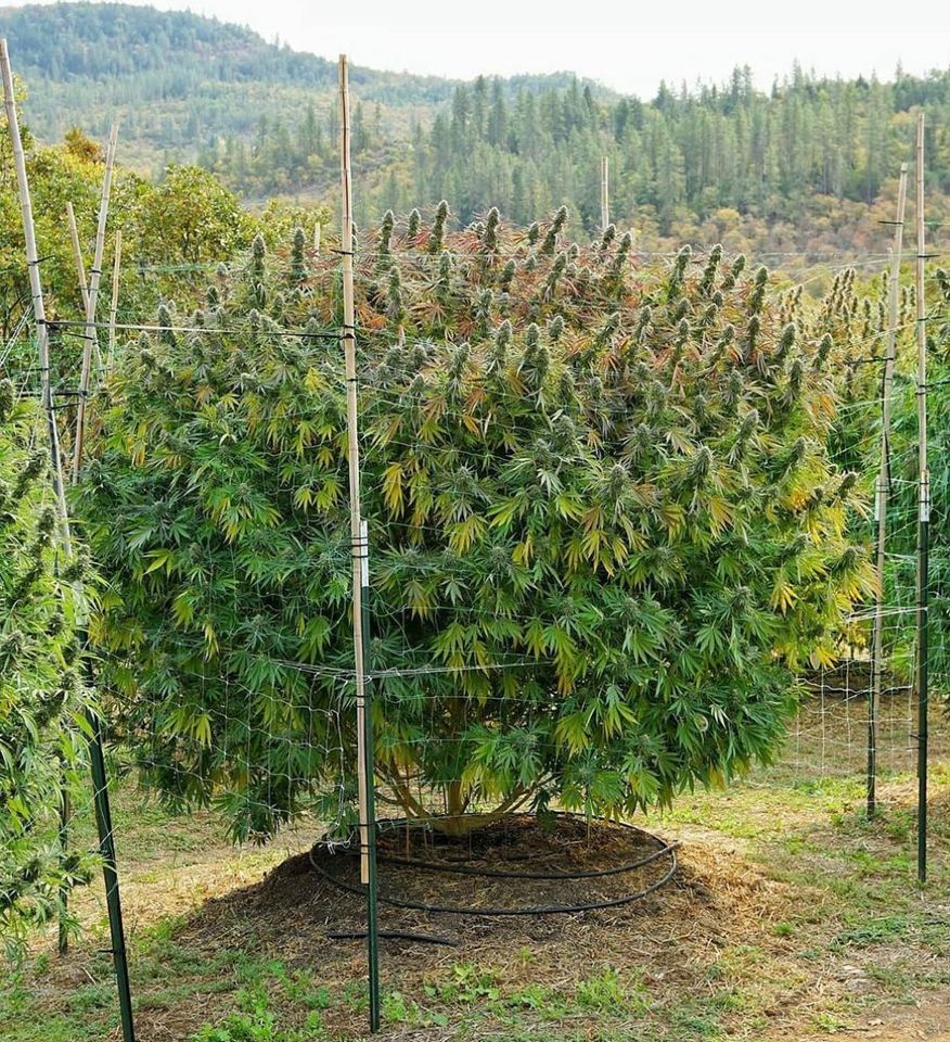 Nasiona marihuany i konopi outdoor