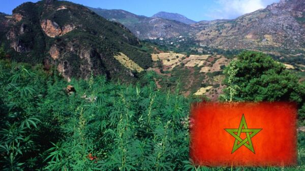 legalizacja marihuany Maroku