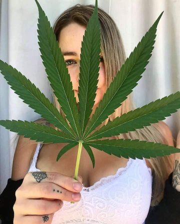 Cannabisblatt