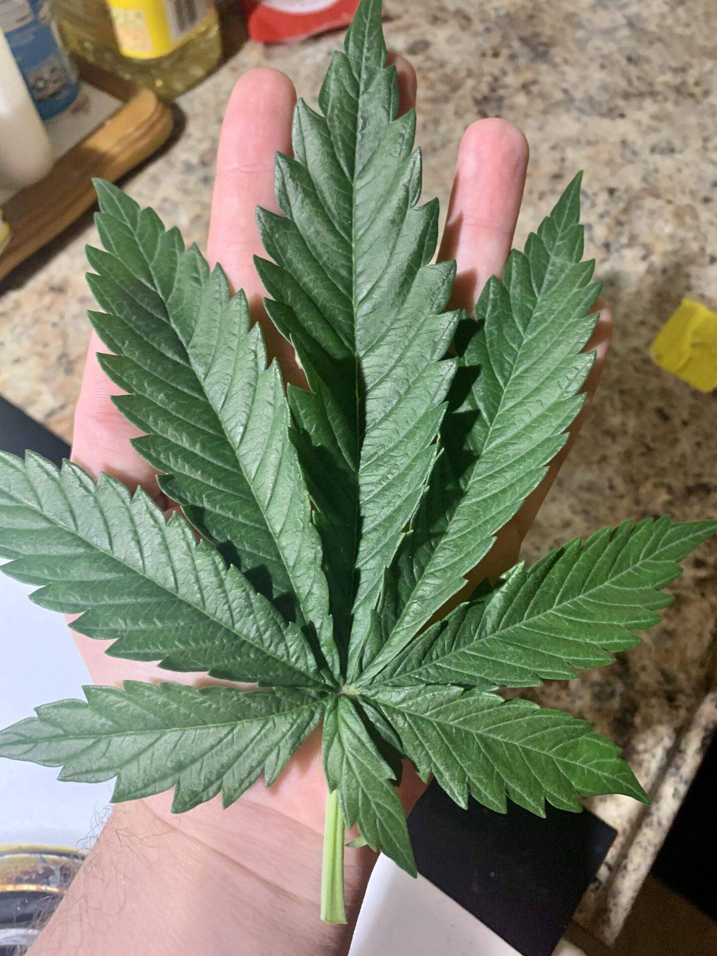 liść marihuany