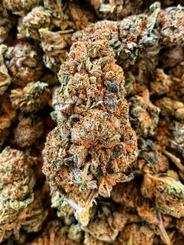 Cannabis – Zitronensorbet CBD