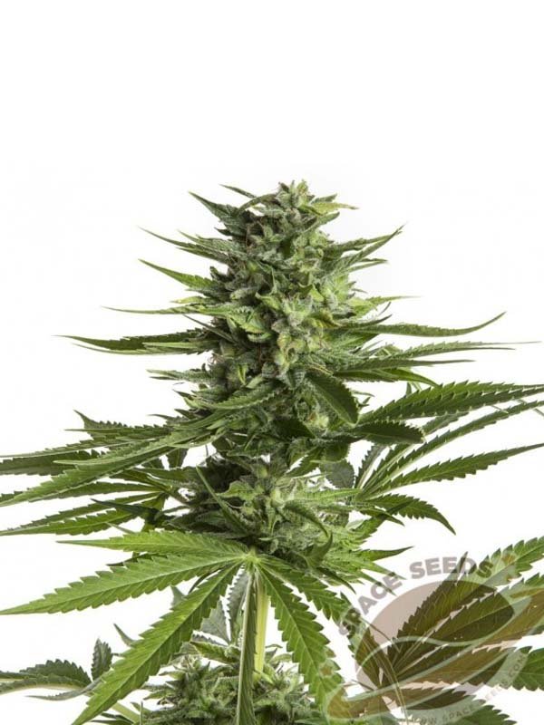 auto space blueberry space seeds