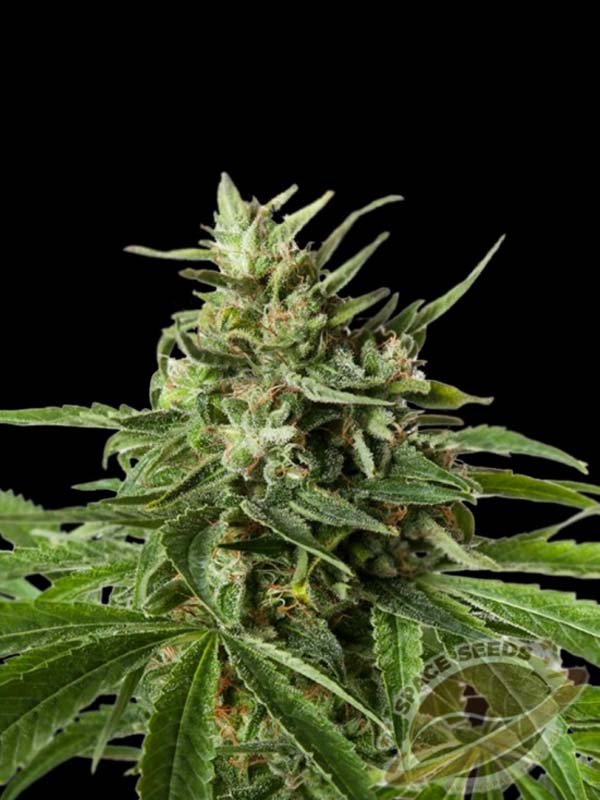 auto space northern light xxl space seeds 1